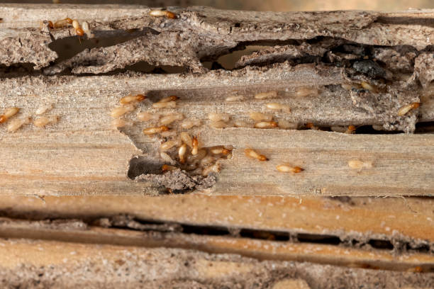 Best Pest Prevention Services  in New Lisbon, WI